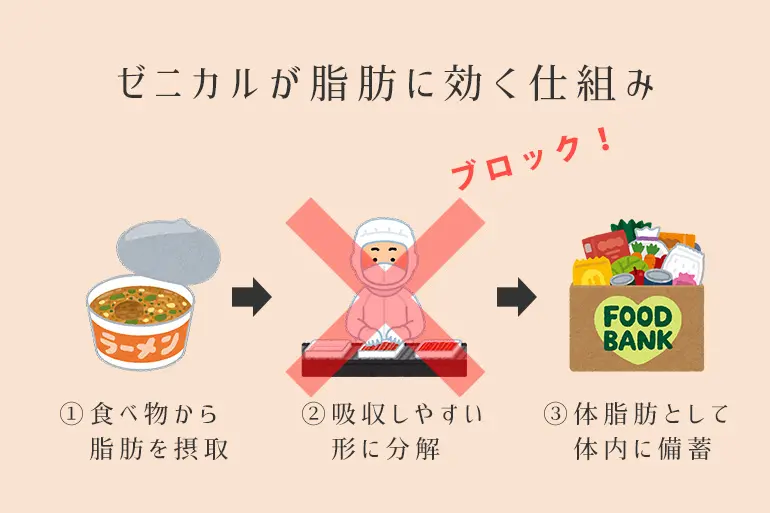 ゼニカルが痩せない 効かないのはなぜ 効果が出ない理由と改善の方法を解説します 個人輸入代行 通販ラククル