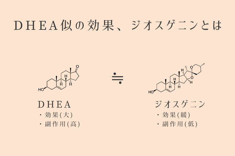 DHEA似の効果、ジオスゲニンとは