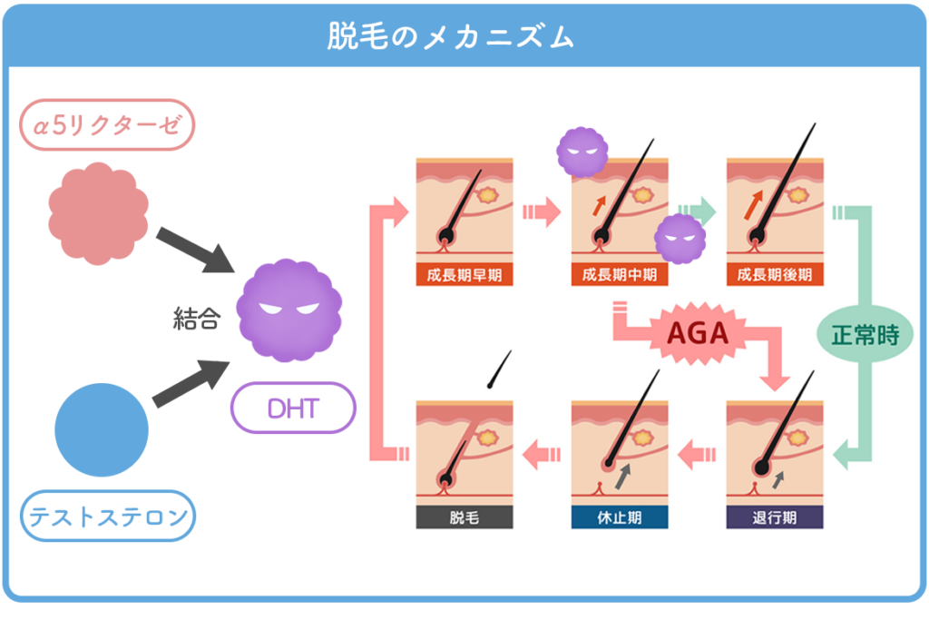 薄毛を引き起こす原因とは